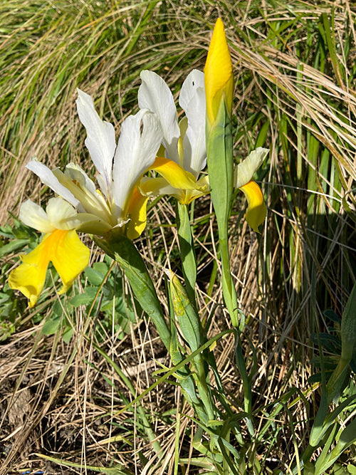 IRIS x HOLLANDICA 'SYMPHONY'