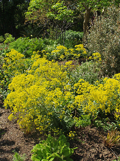 ISATIS TINCTORIA subsp.ATHOA