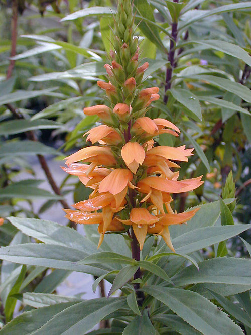 ISOPLEXIS ISABELLIANA