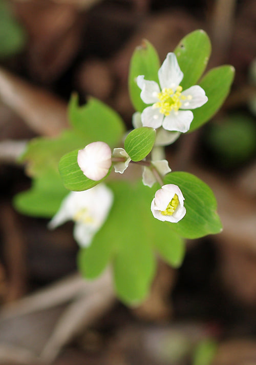 ISOPYRUM THALICTROIDES