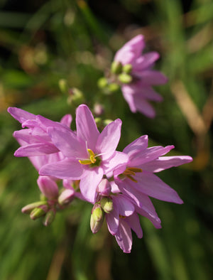 IXIA FLEXUOSA