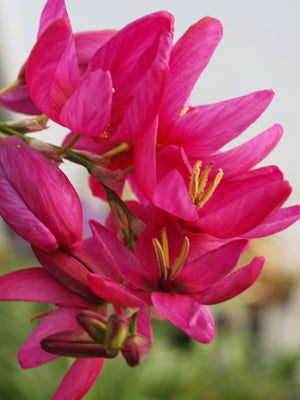 IXIA 'MABEL'