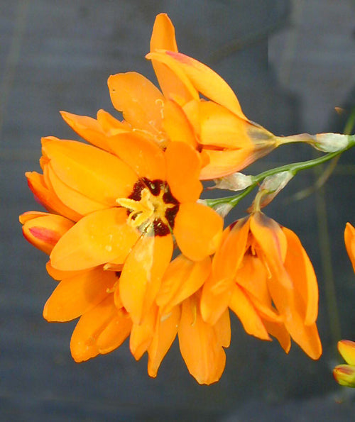 IXIA MACULATA