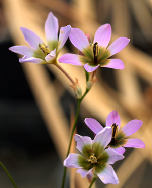 IXIA MONODELPHA