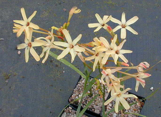 IXIA PANICULATA