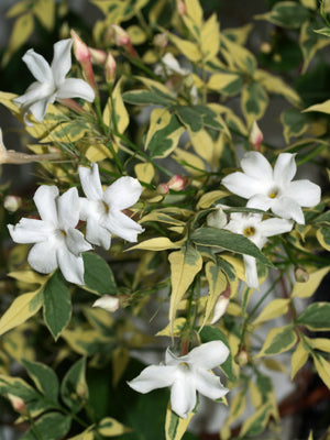 JASMINUM OFFICINALE 'ARGENTEOVARIEGATUM'