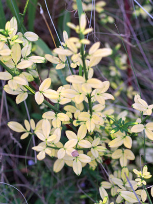 JASMINUM NUDIFLORUM 'AUREUM'