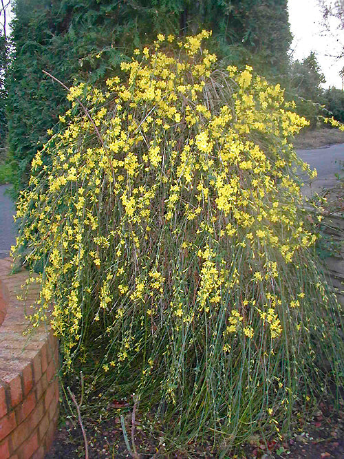 JASMINUM NUDIFLORUM