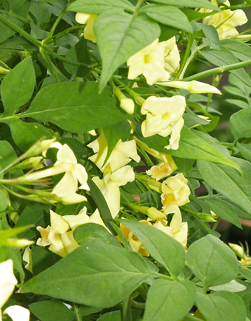 JASMINUM OFFICINALE 'DEVON CREAM'