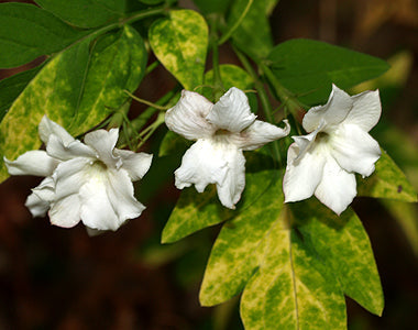 JASMINUM OFFICINALE 'AUREUM'