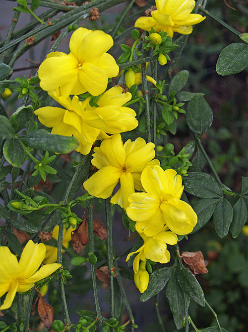 JASMINUM MESNEYI