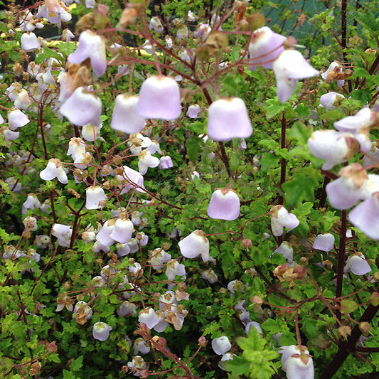 JOVELLANA VIOLACEA