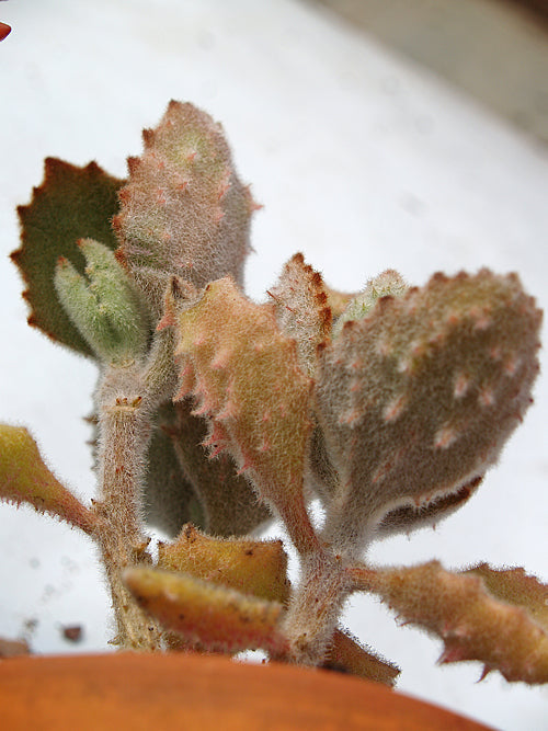 KALANCHOE BEHARENSIS 'FANG'