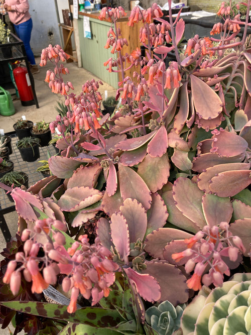 KALANCHOE FEDTSCHENKOI