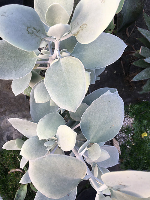 KALANCHOE HILDEBRANDTII