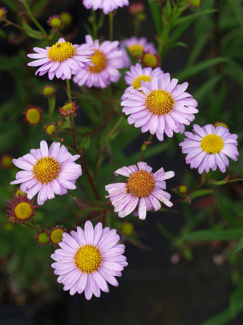 KALIMERIS MONGOLICA 'ANTONIA'