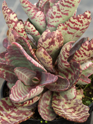 KALANCHOE 'PARTRIDGE'