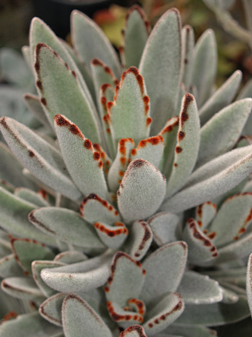 KALANCHOE TOMENTOSA