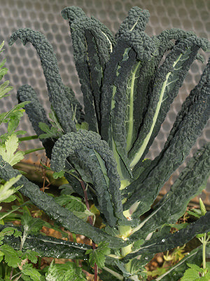 BRASSICA OLERACEA var.ACEPHALA 'NERO DI TOSCANA'