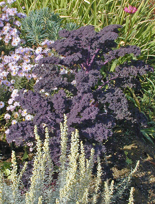 BRASSICA OLERACEA var.ACEPHALA purple