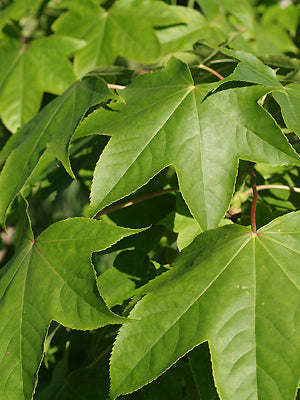 KALOPANAX SEPTEMLOBUS f.MAXIMOWICZII