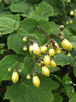 KIRENGESHOMA PALMATA DWARF