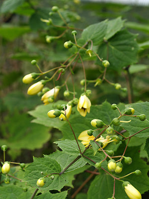 KIRENGESHOMA PALMATA
