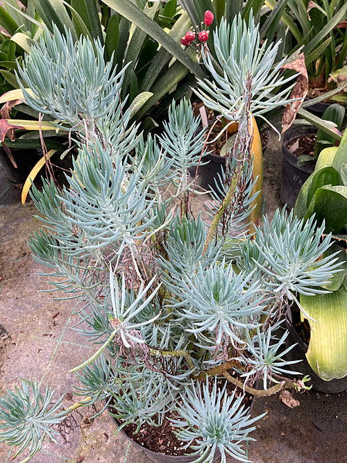 KLEINIA TALINOIDES 'HIMALAYAN BLUE'