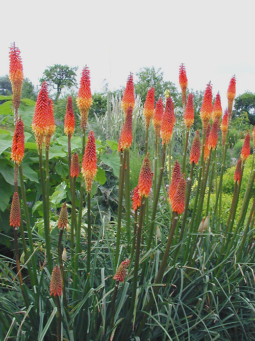 KNIPHOFIA 'ALCAZAR'