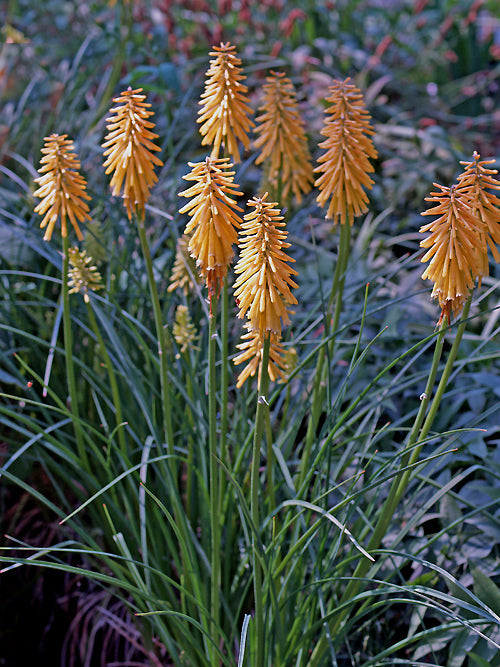 KNIPHOFIA 'BRESSINGHAM SUNBEAM'