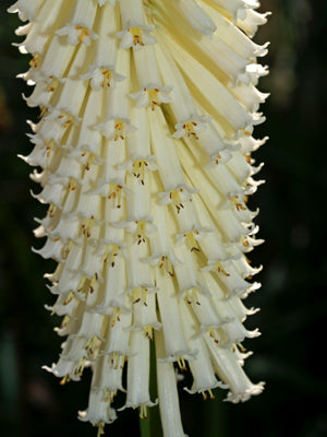 KNIPHOFIA 'TORCHBEARER'