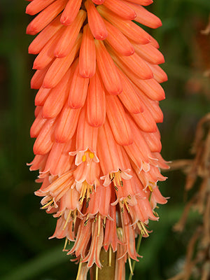 KNIPHOFIA 'TIMOTHY'