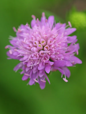 KNAUTIA GODETII
