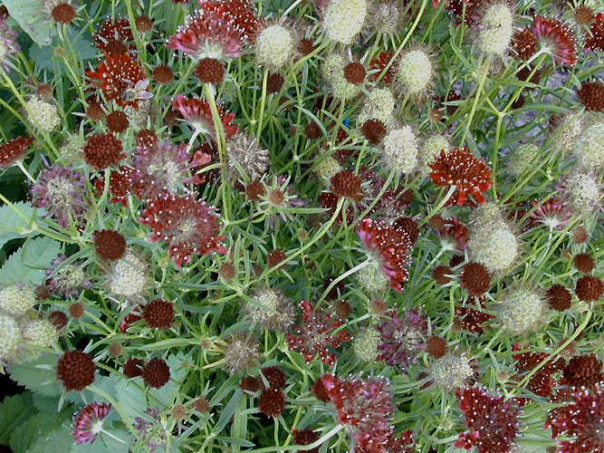 KNAUTIA MACEDONICA shorter form