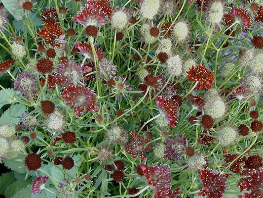 KNAUTIA MACEDONICA shorter form