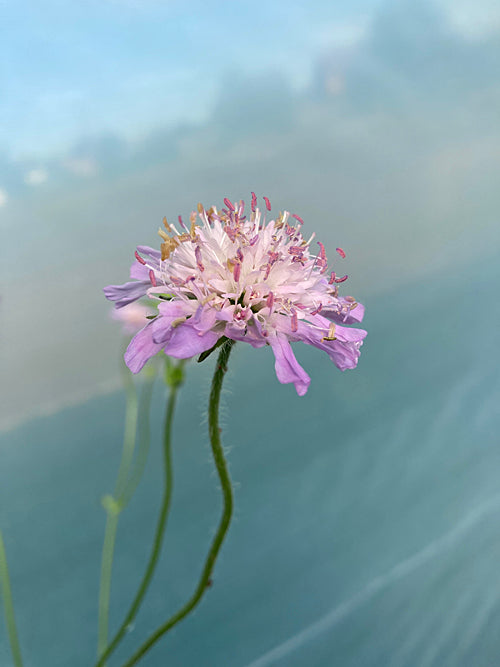 KNAUTIA ARVENSIS