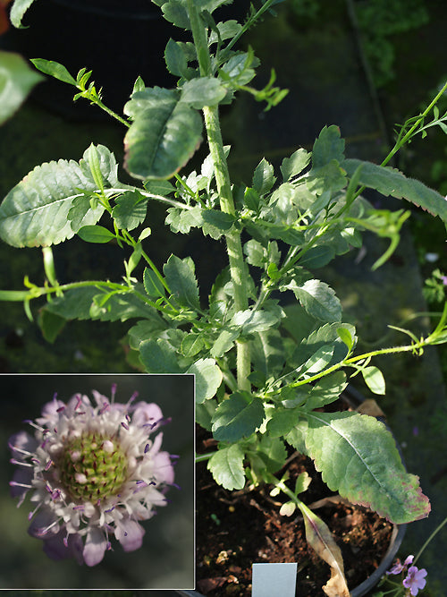 KNAUTIA INTEGRIFOLIA