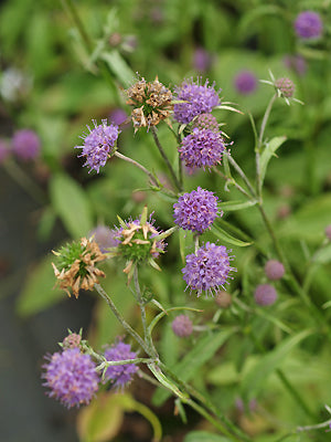 KNAUTIA 'JARDIN D'EN FACE'