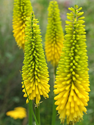 KNIPHOFIA 'BOB'S CHOICE'