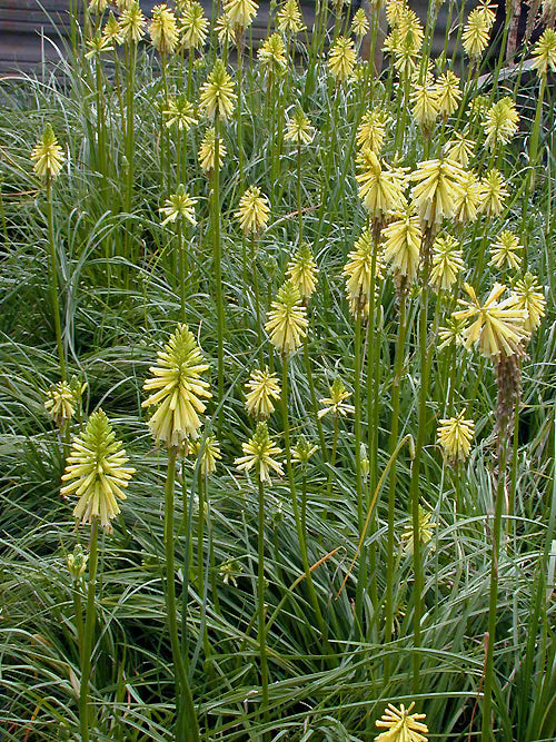 KNIPHOFIA 'BRIMSTONE'