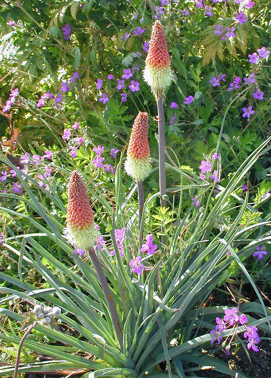 KNIPHOFIA CAULESCENS 'CORAL BREAKERS'