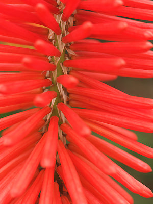 KNIPHOFIA 'CAROLE'S CRUSH'