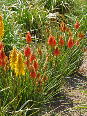 KNIPHOFIA 'CORAL FLAME'