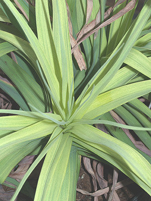 KNIPHOFIA CAULESCENS variegated