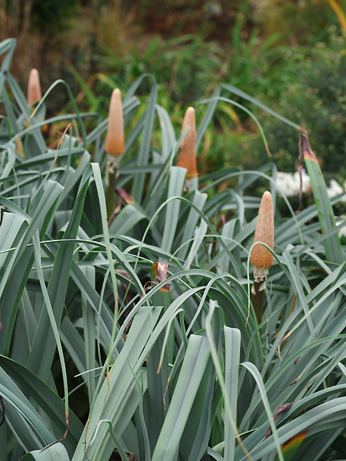 KNIPHOFIA CAULESCENS 'JOHN MAY'