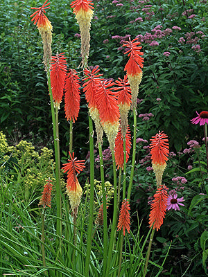 KNIPHOFIA 'CHICHI'
