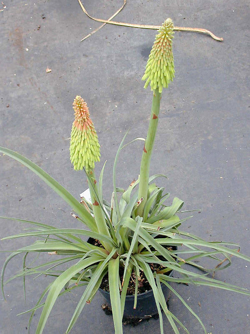 KNIPHOFIA HIRSUTA JCA 3.461.900