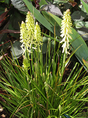 KNIPHOFIA 'LITTLE MAID'