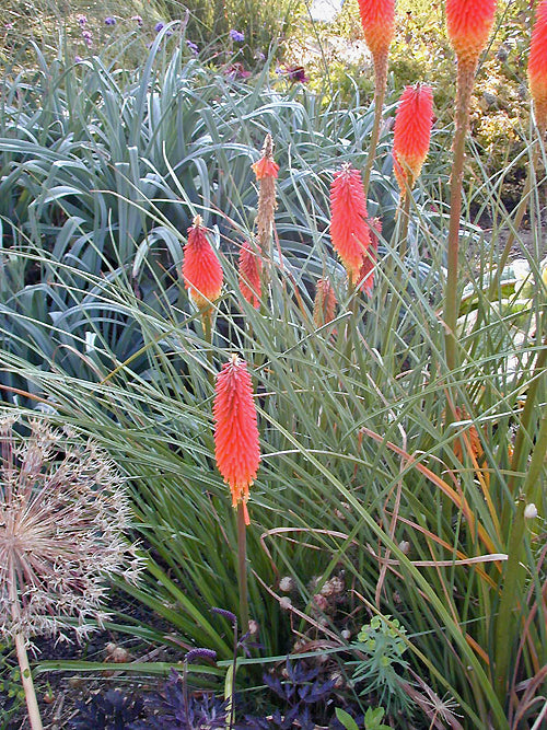 KNIPHOFIA 'MOUNT ETNA'
