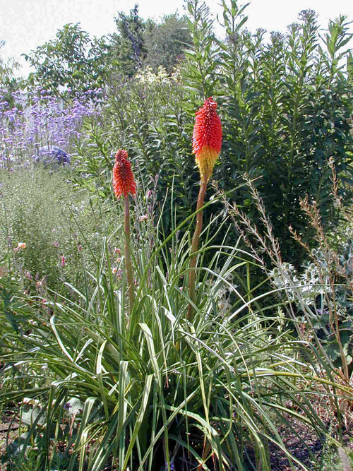 KNIPHOFIA 'Mt.Etna' x 'Prince Igor'